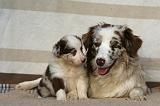 BORDER COLLIE 1054